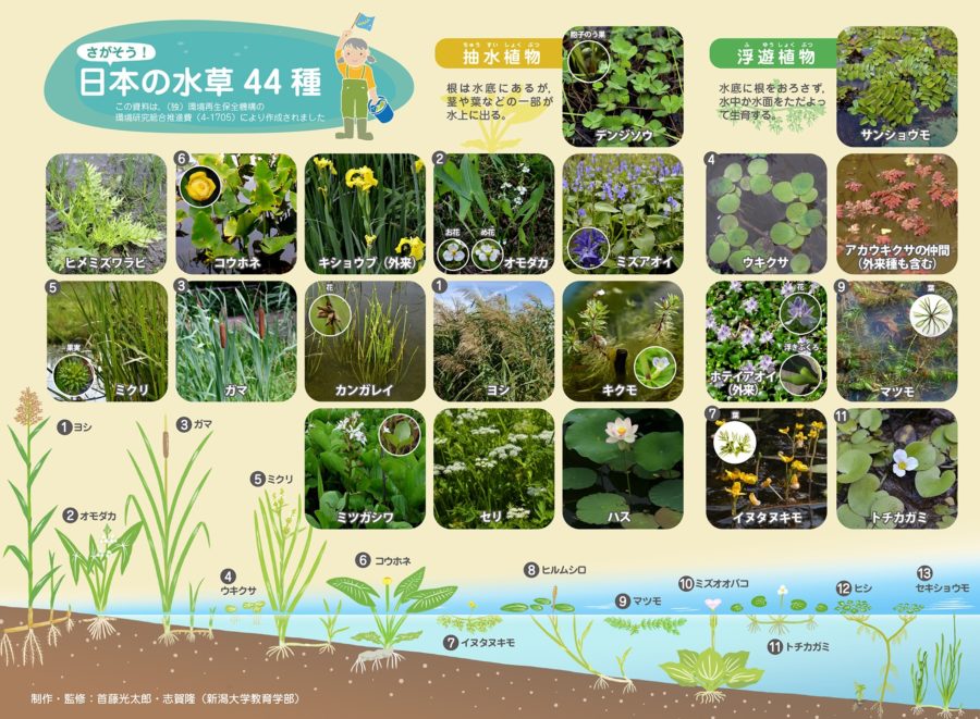 さがそう!日本の水草44種