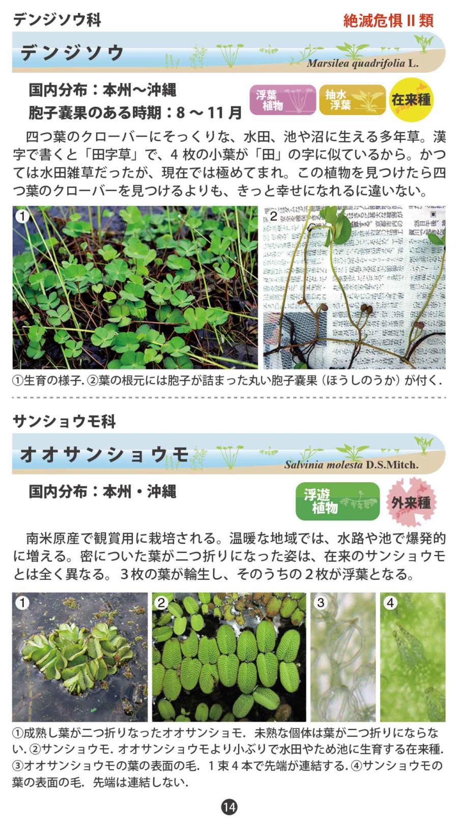 水草ハンドブック(14-25ページ)分割高画質版