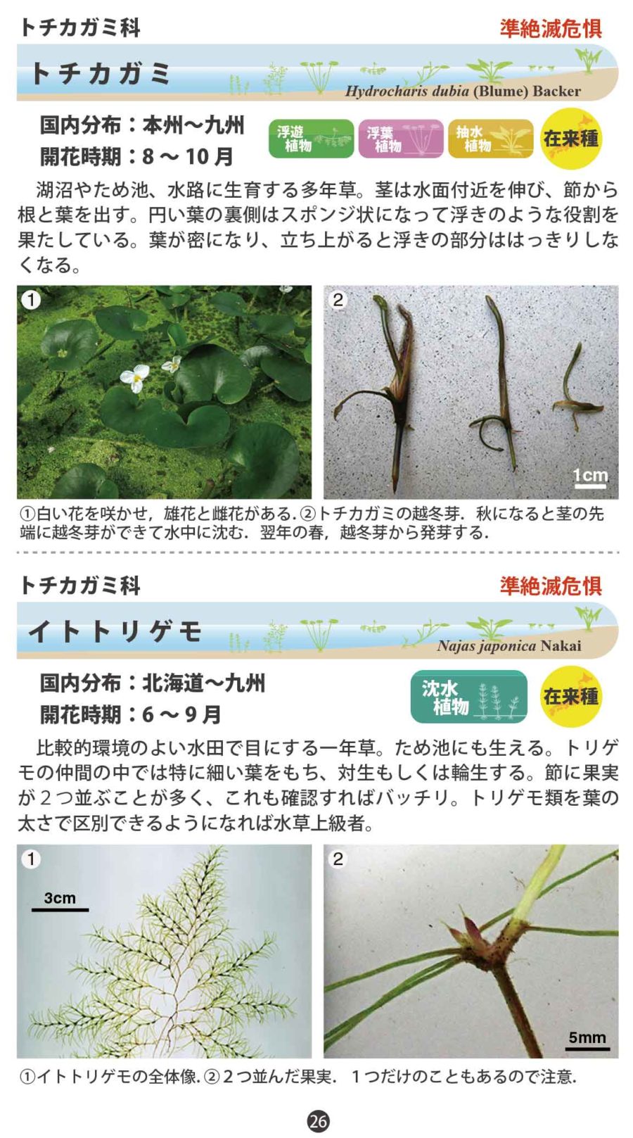 水草ハンドブック(26-37ページ)分割高画質版