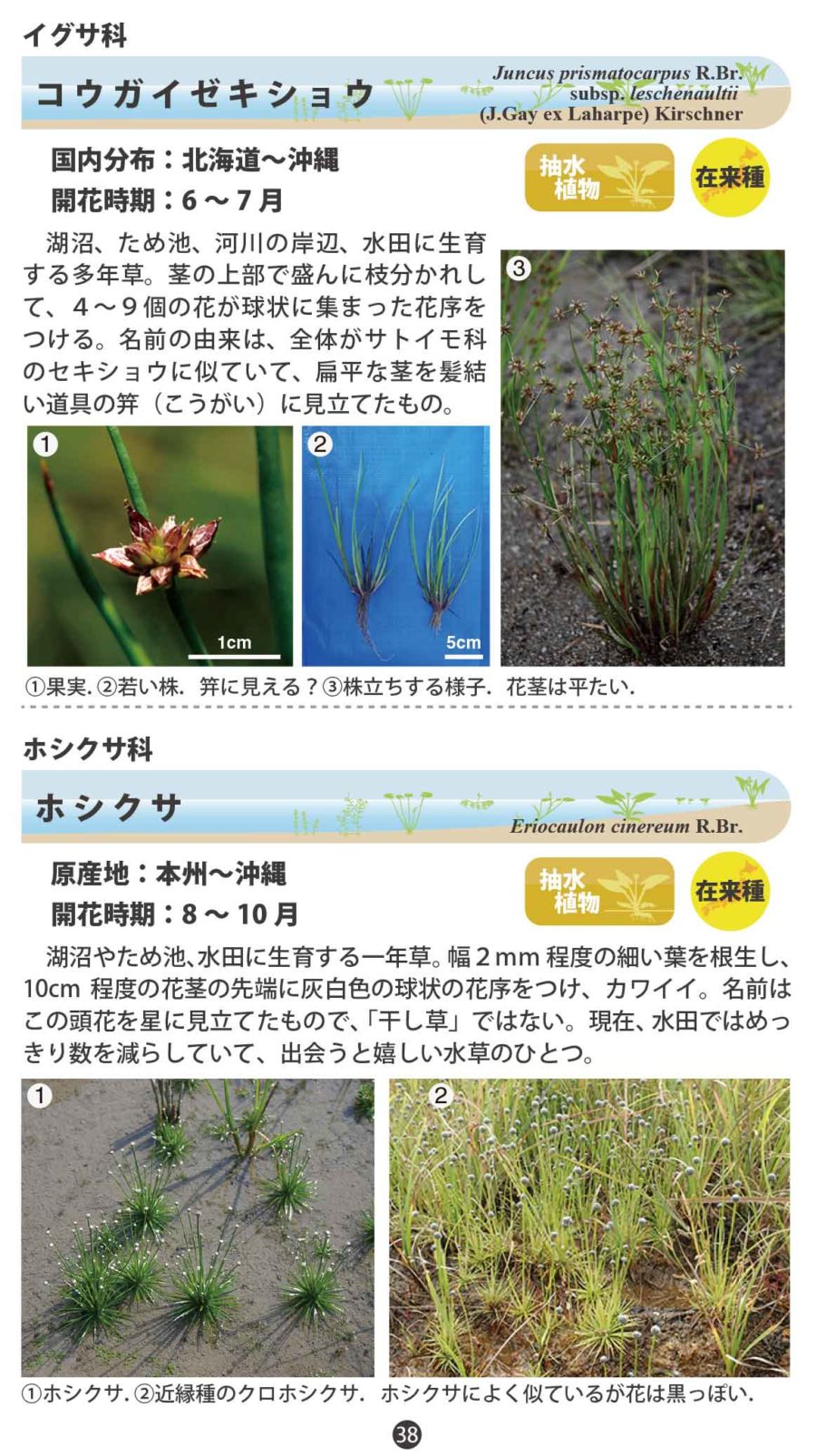 水草ハンドブック(38-49ページ)分割高画質版