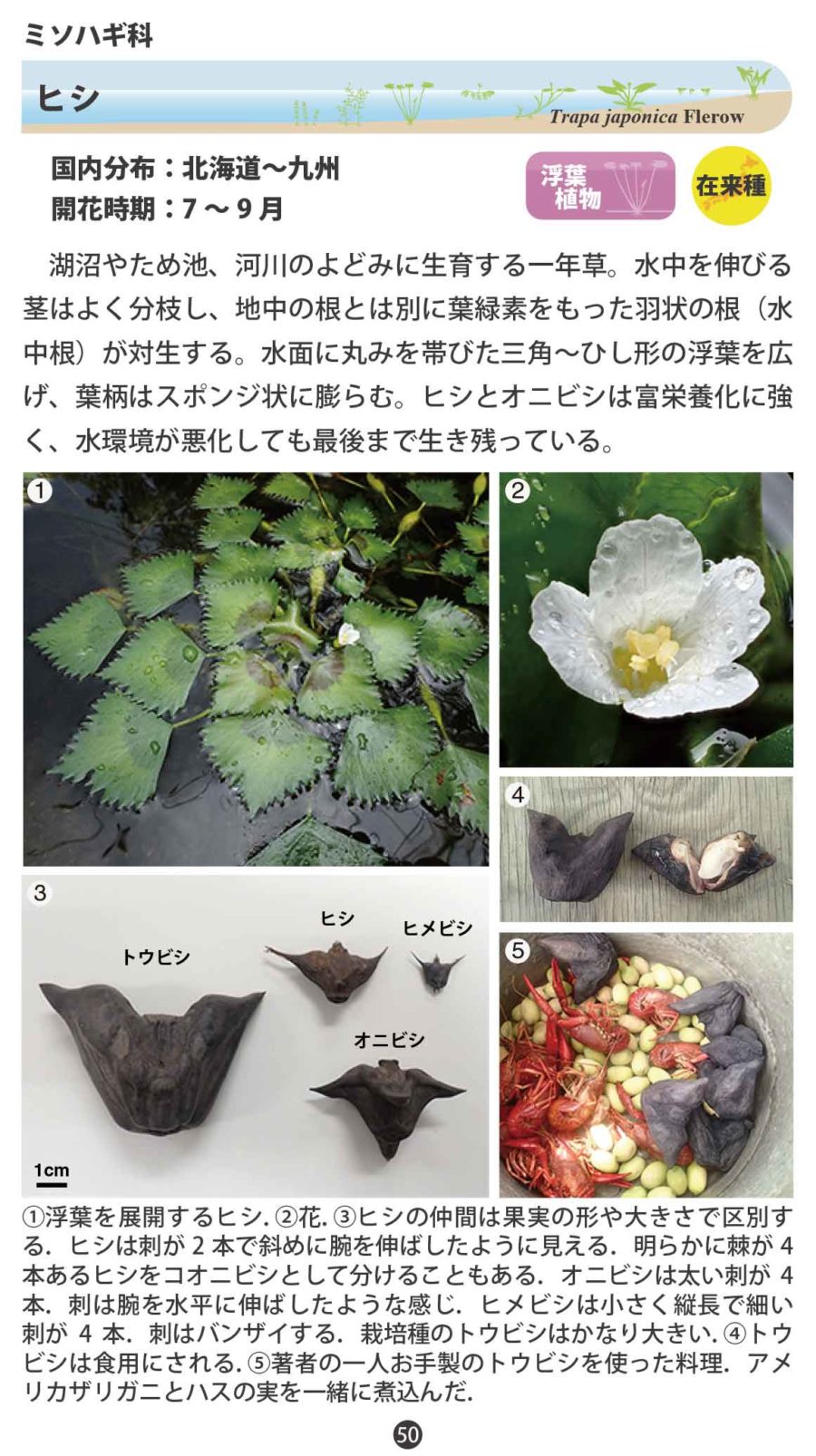 水草ハンドブック(50-64ページ)分割高画質版