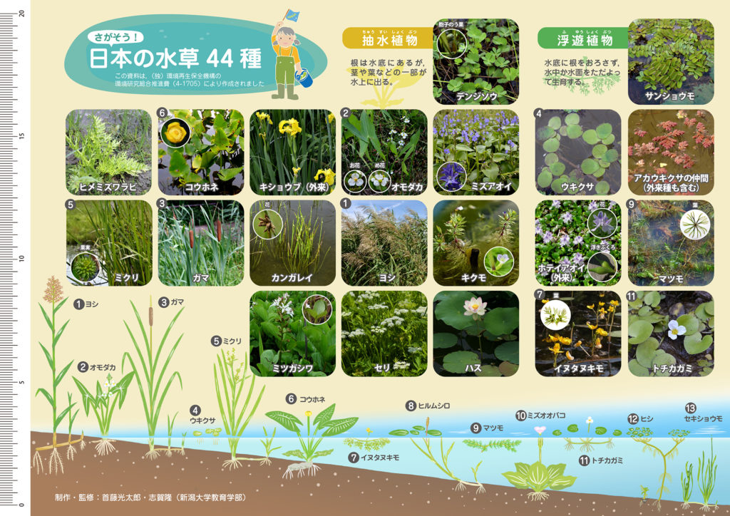 マメ科植物の種類 - エンドウ豆