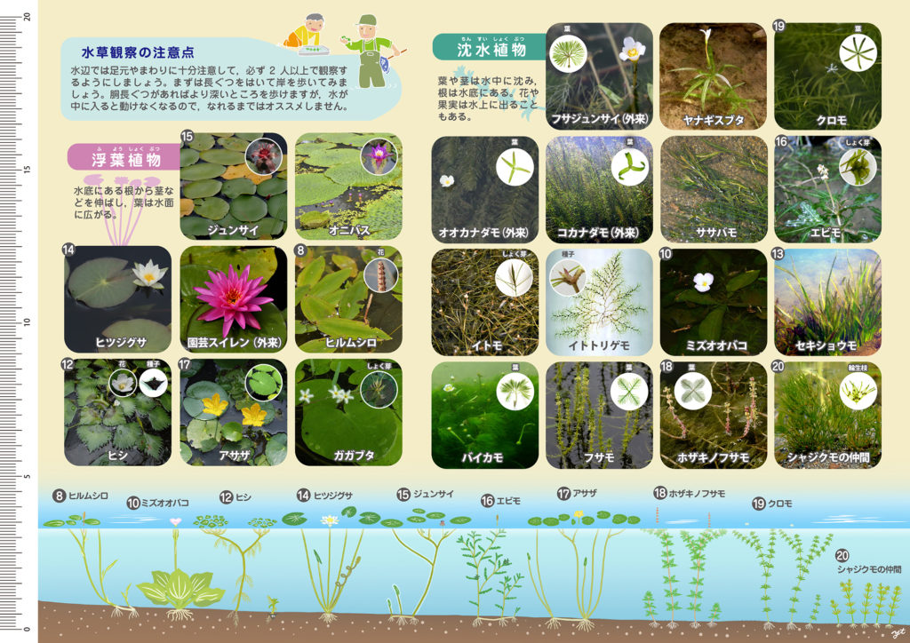 雌雄異株の植物: その概要と例