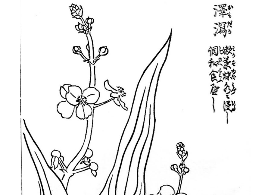 救荒植物データベース ver190325